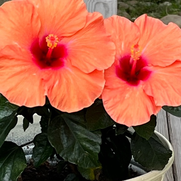 🌹🌹🌹🌹🌹🌹🌹🌹🌹🌹🌹🌹🌹🌹🌹🌹 - Picture 5 of 12